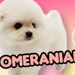 【 ポメラニアン 】たぬき顔ポメ！爆毛のクリームカラーでまるでアザラシ！？