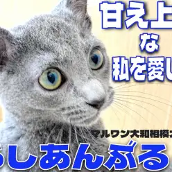 【 ロシアンブルー 】見た目はクールに心はホットに!甘え上手との生活は至福の時!