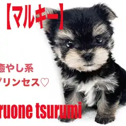 【 MIX 】マルチーズとヨークシャーテリアから生まれた通称マルキー女の子！！