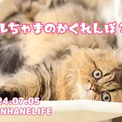 【 ペルシャ成長ログ 】ペルシャちゃんのとっても可愛いかくれんぼ！