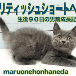 【 ブリティッシュショートヘア 】可愛さ抜群の男の子！安定期の生後90日を経過報告！