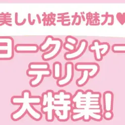 【 ヨークシャーテリア特集 】7/11現在在店中の全店舗のヨーキーちゃんをご紹介