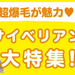 【 サイベリアン特集 】7/18現在在店中のゴージャスにゃんこ！最新動画付き！