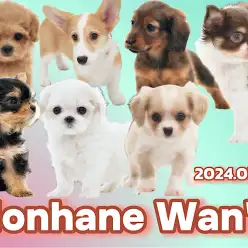 【 ホンハネワンコ 】本羽田店にいるとっても可愛いワンコをマルっとご紹介！