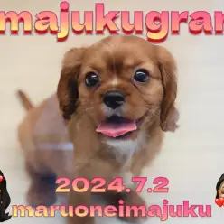 【 イマジュクグラム 】初心者必見!希少ルビーカラーの女の子が聖地に降臨!