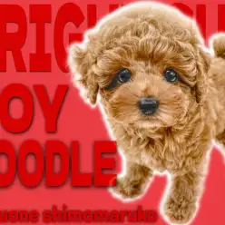 【 トイプードル 】この夏イチの出会い！ルックス＆性格共に極上レベルの女の子！