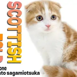 【 スコティッシュフォールド 】丸顔で垂れ耳の男の子は甘える仕草が可愛い癒し系！