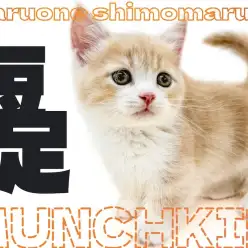 【 マンチカン 】東京屈指の短足？クリームカラーとコミカルな猫パンチに大注目！