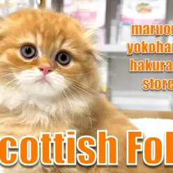 【 スコティッシュフォールド 】まん丸フォルムがたまらない！折れ耳の大天使降臨