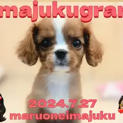 【 イマジュクググラム 】速報！希少ルビーカラーが輝くキャバリアが聖地に降臨！