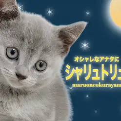 【 シャルトリュー 】ブルーキャット御三家の希少フランスキャットが登場！