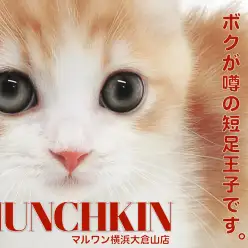 【 マンチカン 】一番人気レッド＆ホワイトカラーの短足王子が横浜大倉山に出現！