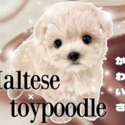 【 マルプー 】トイプードルを彷彿とさせるボリューミーエンジェルが埼玉に登場！