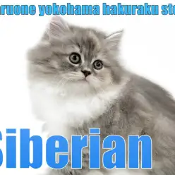 【 サイベリアン 】特技はへそ天!?驚きの人懐っこさは神奈川イチ!