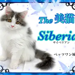 【 サイベリアン 】低アレルゲンキャットとして有名！見た目も美しい美猫くん