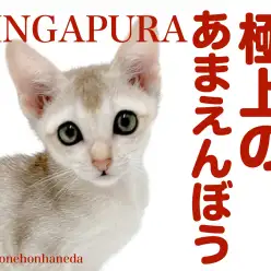 【 シンガプーラ 】甘えん坊な性格はピカイチ！本羽田に最小猫あらわる！