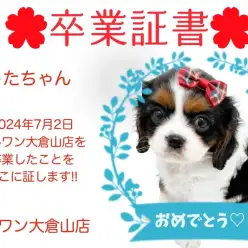 【 卒業証書 】うたちゃん卒業おめでとう！！スタッフママより愛を込めて！