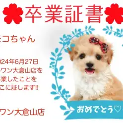 【 卒業証書 】モコちゃん卒業おめでとう！！スタッフママより愛を込めて！