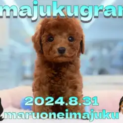 【 イマジュクグラム 】濃厚レッドカラーのトイプードルの男の子が仲間入り！