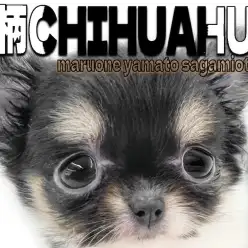 【 チワワ 】個性が光る牛柄模様！小さめの手乗りサイズの女の子が登場！