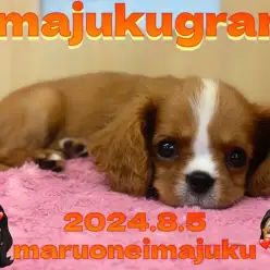 【 イマジュクグラム 】無防備すぎる癒し系キャバリアちゃまのお昼寝姿を大公開！