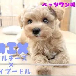【 MIX 】おっとりマイペースな癒し系！圧倒的人気のマルプーちゃん登場