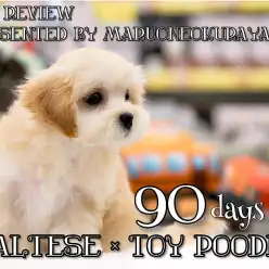 【 マルプー 】2回目ワクチン終了！赤ちゃん感が止まらないベビーフェイスの女の子