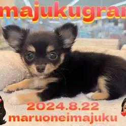 【 イマジュクグラム 】生後2ヶ月で607g！困り顔の温厚な女の子！