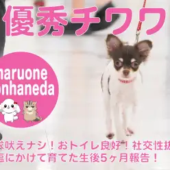 【 チワワ 】コンパクトに穏やかにペットライフを送るならばこの子が超オススメです！