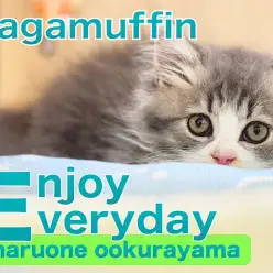 【 ラガマフィン 】お店に来て4日目！ケリグルミ選手権優勝ニャンコ様！