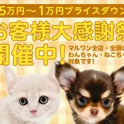 【 お客様大感謝祭 】マルワンからペットライフを迎える方へプレゼント企画！