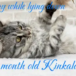 【 キンカロー 】寝転びながら遊ぶ姿が可愛い！シルバータビーの男の子！