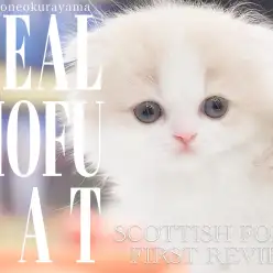 【 スコティッシュフォールド 】ほんわかした優しいカラーのタレ耳モフサンド！