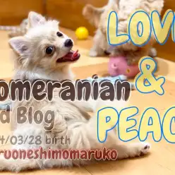 【 ポメラニアン 】平和を愛し人を愛し犬を愛する社交性抜群のラブ＆ピースわんこ！