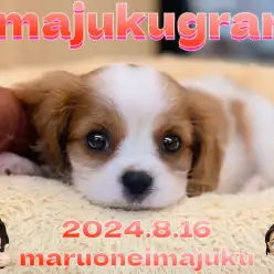 【 イマジュクグラム 】ブレンハイムが美しいキャバリアの女の子が聖地に降臨！