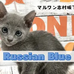 【 ロシアンブルー 】可愛いさと凛々しいギャップの持ち主!ロシアンブルーの男の子
