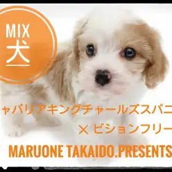 【 キャバション 】人気犬種の夢のコラボ！キャバリア×ビションフリーゼ登場！