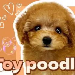 【 トイプードル 】超激カワ！プレミアム級のルックスに誰もが納得する美男子登場！