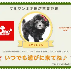 【 卒業記念 】トイプードルのロケットくん卒業おめでとう！今までの感謝を込めて〜卒業ブログ〜