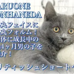 【 ブリティッシュショートヘア 】ブルーの被毛にゴールドの瞳の生後4ヶ月の男の子