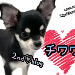 【 チワワ 】生後5ヶ月半優等生ちーちゃん！賢く従順に育ちました