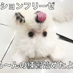 【 ビションフリーゼ 】ごろ～んマスター目指して練習スタート！