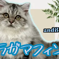 【 ラガマフィン 】可愛さと美しさを併せ持つペチャ顔にゃんこの成長記録