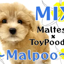 【 MIX 】永遠のあどけなさと抜群の毛量が自慢のマルプーちゃん！