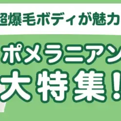 【 ポメラニアン特集 】8/15現在在店中の全店舗のポメちゃん！最新動画付き！