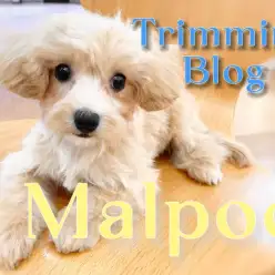 【 MIX 】トリミングも経験して可愛らしさ、飼いやすさも増した小柄なマルプー！