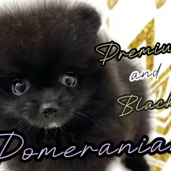 【 ポメラニアン 】まるで子熊のよう！黒ポメちゃんが登場です！