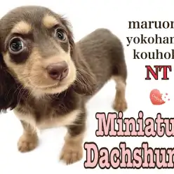 【 ミニチュア・ダックスフント 】チョコレート色の美少女ダックス