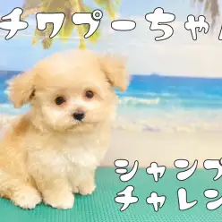 【 チワプー 】お店で初めてのシャンプー＆トリミングに挑戦！！