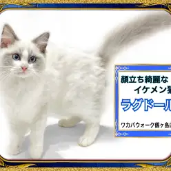 【 ラグドール 】イケメンに日々進化中！ぬいぐるみ猫ラグドール！